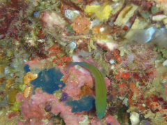 Pseudochromis litus