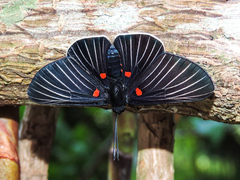 Melanis cephise