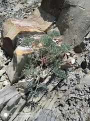 Seseli ponticum