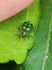 Diabrotica speciosa