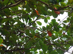 Chlorocebus pygerythrus hilgerti