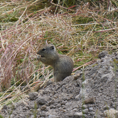 Urocitellus beldingi