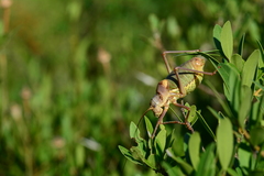 Ephippiger provincialis