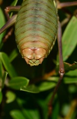 Ephippiger provincialis