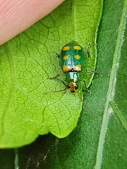 Diabrotica speciosa