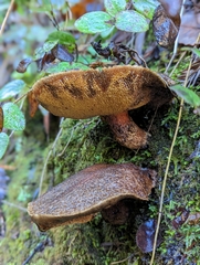 Suillus lakei
