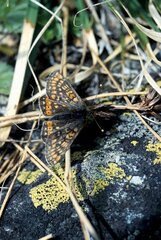 Euphydryas aurinia debilis