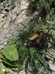 Ptilostemon echinocephalus