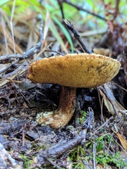 Suillus lakei