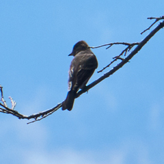 Tyrannidae