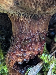 Suillus lakei