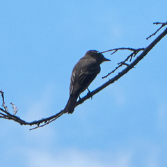 Tyrannidae