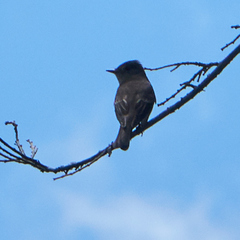 Tyrannidae