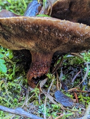 Suillus lakei