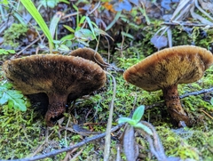 Suillus lakei