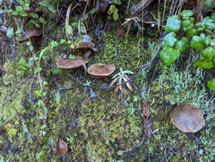 Suillus lakei
