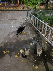 Felis catus