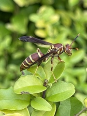 Polistes exclamans