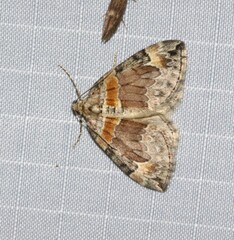 Dysstroma hersiliata