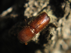 Xyleborus