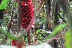 Arremon costaricensis