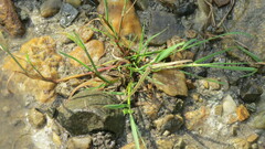 Echinochloa crus-galli