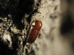 Xyleborus