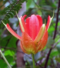 Passiflora coccinea