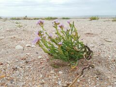 Cakile maritima euxina