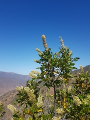 Escallonia pulverulenta