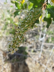 Escallonia pulverulenta
