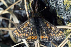 Euphydryas aurinia debilis