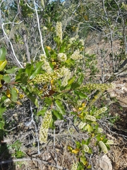 Escallonia pulverulenta