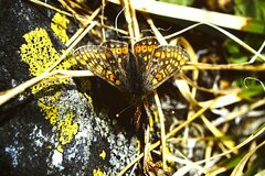 Euphydryas aurinia debilis