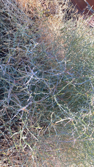 Stephanomeria pauciflora