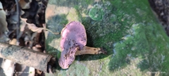 Cantharellus violaceovinosus