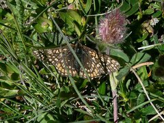 Euphydryas aurinia debilis