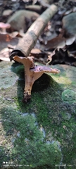 Cantharellus violaceovinosus