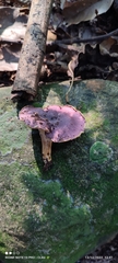 Cantharellus violaceovinosus