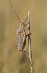 Ephippiger terrestris terrestris