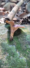 Cantharellus violaceovinosus