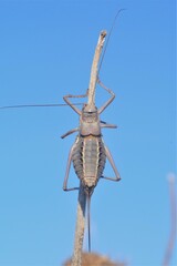 Ephippiger terrestris terrestris