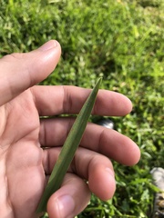 Poaceae