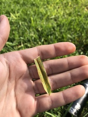 Poaceae