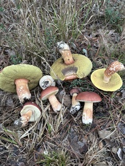 Boletus pseudopinophilus