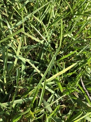 Poaceae