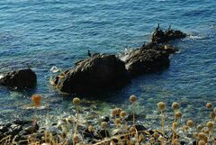 Gulosus aristotelis desmarestii