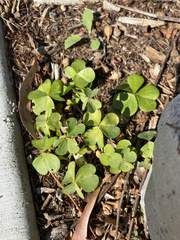 Oxalis debilis