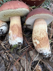 Boletus pseudopinophilus