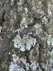 Myelochroa aurulenta